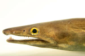 Close Up Conger Eel Head Wallpaper