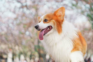 Close-up Corgi With Sakura Trees Wallpaper