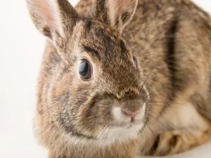 Close Up Cottontail Rabbit Wallpaper