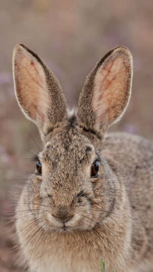 Close Up Cottontail Rabbit Wallpaper