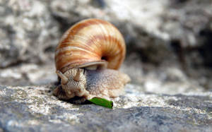 Close-up Detail Of A Vibrant Garden Snail Wallpaper