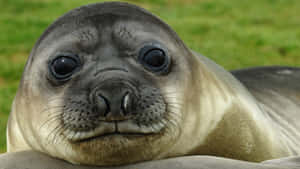 Close Up Elephant Seal Pup Wallpaper