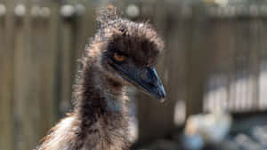 Close Up Emu Portrait Wallpaper