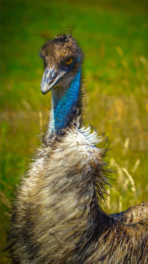 Close Up Emu Portrait Wallpaper