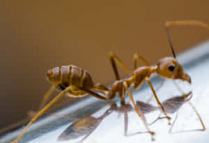 Close Up Fire Ant Wallpaper