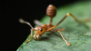 Close Up Fire Ant On Leaf Wallpaper