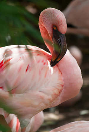 Close Up Flamingo Portrait Wallpaper