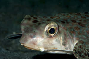 Close Up Flying Gurnard Fish Wallpaper