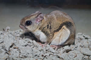 Close Up Flying Squirrel Wallpaper