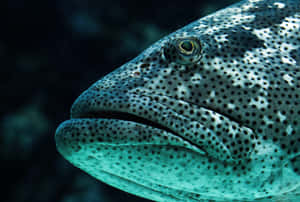 Close Up Goliath Grouper Wallpaper