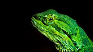 Close Up Green Bearded Dragon Wallpaper