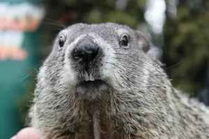 Close Up Groundhog Face Wallpaper