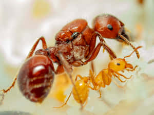 Close Up Harvester Ant Interaction Wallpaper