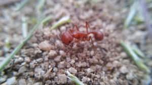 Close Up Harvester Ant On Ground Wallpaper