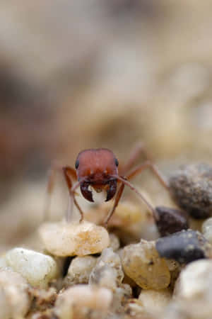 Close Up Harvester Ant Wallpaper