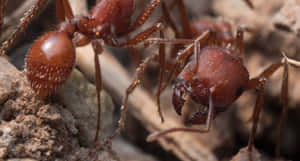 Close Up Harvester Ants Wallpaper