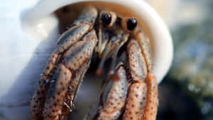 Close Up Hermit Crab Emerging Wallpaper