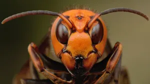 Close Up Hornet Portrait Wallpaper