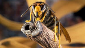 Close Up Horneton Branch.jpg Wallpaper