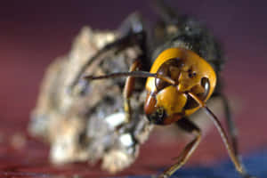 Close Up Horneton Nest.jpg Wallpaper