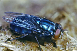 Close Up House Fly Wallpaper