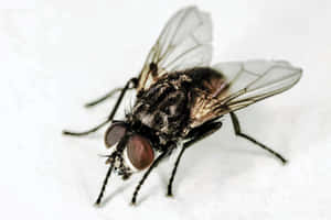 Close Up House Fly Wallpaper