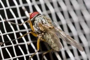 Close Up House Fly On Mesh Wallpaper