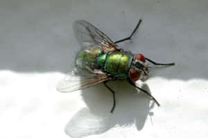 Close Up House Fly Wallpaper