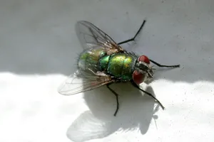 Close Up House Fly Wallpaper