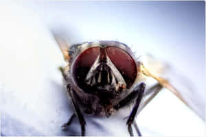 Close Up House Fly Portrait Wallpaper