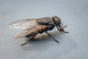 Close Up House Fly Wallpaper