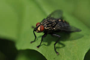 Close Up House Flyon Leaf Wallpaper