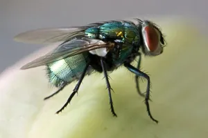 Close Up House Flyon Surface.jpg Wallpaper