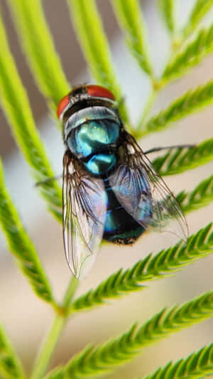 Close Up Houseflyon Plant Wallpaper