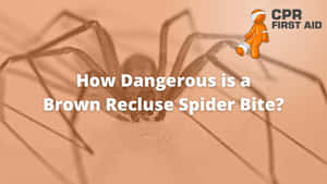 Close-up Image Of A Brown Recluse Spider Wallpaper