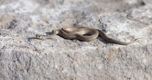 Close-up Image Of A Brown Snake Gracefully Slithering In The Wild. Wallpaper