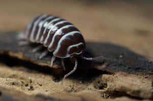 Close Up Isopod On Wood Wallpaper