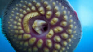 Close Up Lamprey Mouth Wallpaper