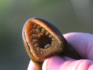 Close Up Lamprey Mouth Wallpaper