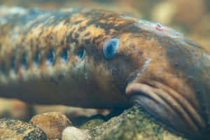 Close Up Lamprey Resting On Rocks.jpg Wallpaper