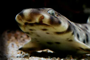 Close Up Leopard Shark Wallpaper