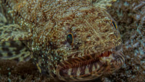 Close Up Lizardfish Camouflage.jpg Wallpaper