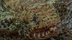 Close Up Lizardfish Camouflage.jpg Wallpaper