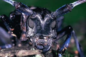 Close Up Long Horned Beetle Wallpaper