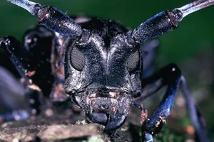 Close Up Long Horned Beetle Wallpaper