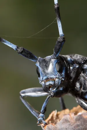 Close Up Long Horned Beetle Wallpaper