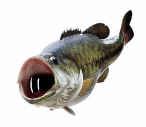 Close-up Look At A Largemouth Bass Wallpaper