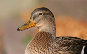 Close Up Mallard Duck Portrait Wallpaper