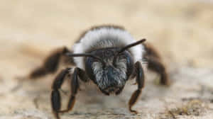 Close Up Mining Bee Wallpaper