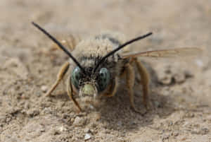 Close Up Mining Bee Wallpaper